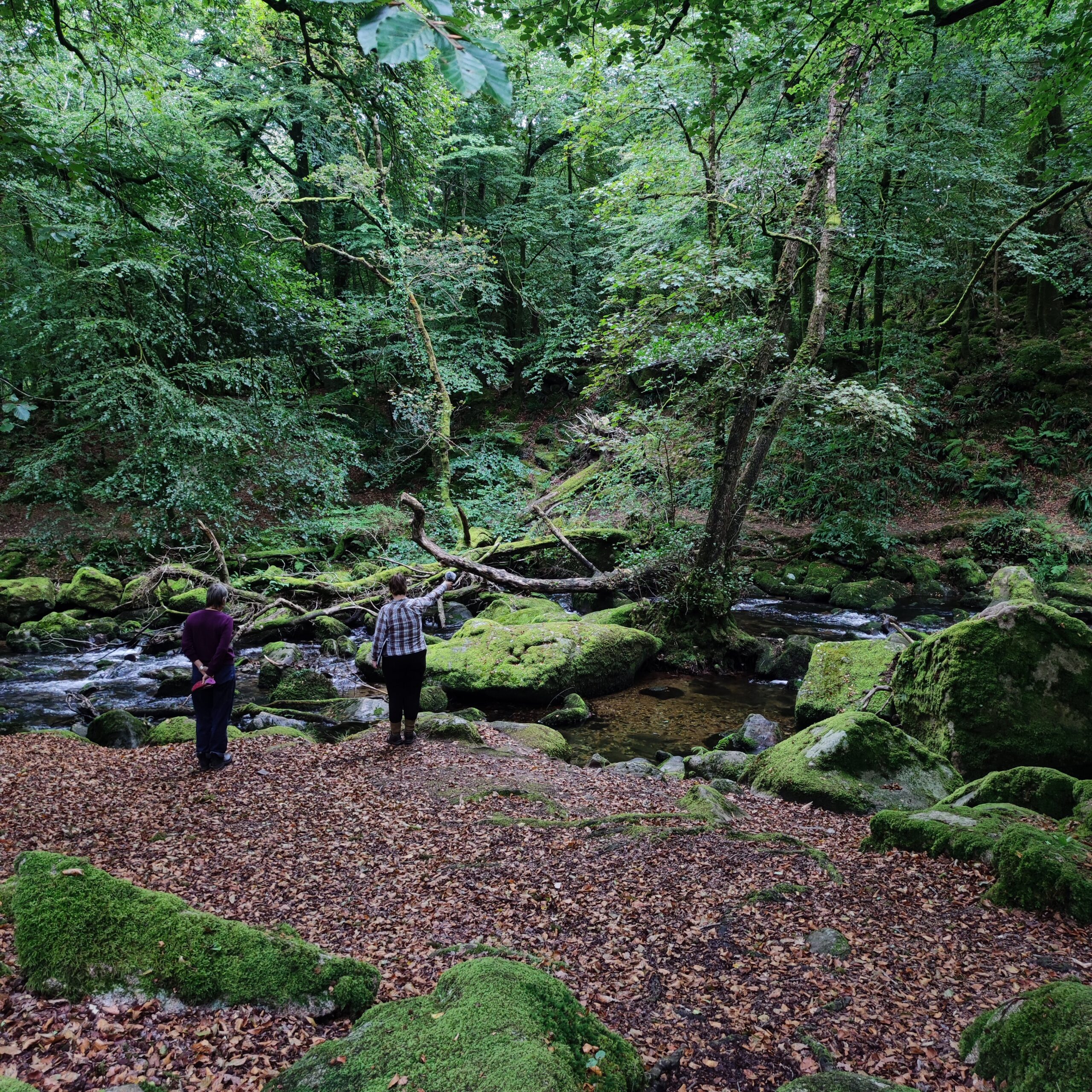 picture containing a small forest clearing near a stream with two people  