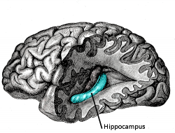Položaj hipokampusa v možganih